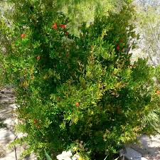 رمان — Pomegranate