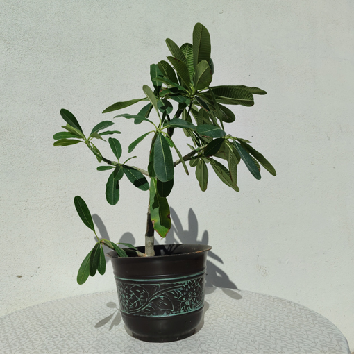 ياسمين هندي (بلوميريا) — Yasmeen Hindi (Plumeria) | Bahrain Green Nursery ياسمين هندي (بلوميريا) (Yasmeen Hindi (Plumeria)) للبيع في البحرين — مشتل البحرين الأخضر، توصيل لجميع المناطق