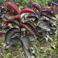 نبات الأوراق الحمراء — Red Leaf Ornamental