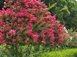 لاجرستروميا (زهرة العروس) — Lagerstroemia (Crape Myrtle)