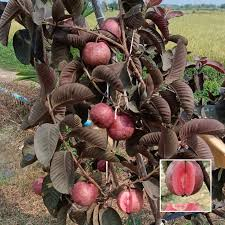 جوافة حمراء — Red Guava
